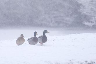 3 ducks in the snow