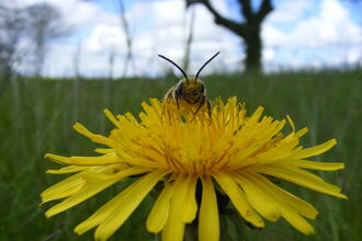 Bee on flower