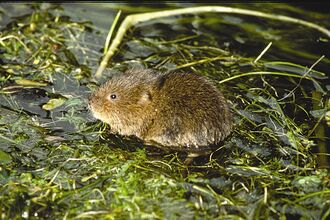 water vole