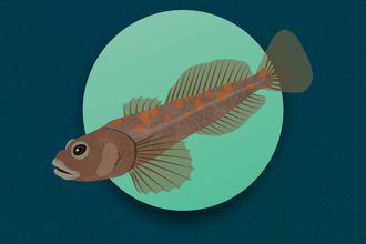 Bullhead illustration 