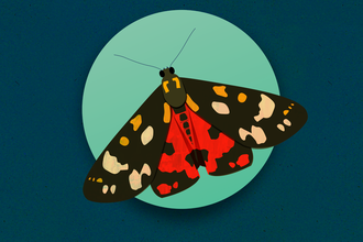 Scarlet Tiger Moth illustration