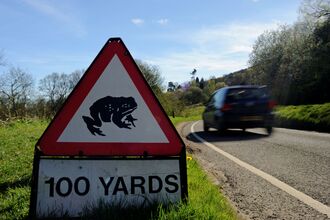 A triangular, warning road sign on the grassy verge of a road. It shows a toad and the text '100 yards'. There is a car driving past with motion blur 