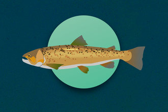 Animation cover Chalk Stream Quest Brown Trout