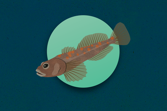 Bullhead illustration 