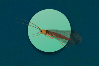 Animation of Caddisfly