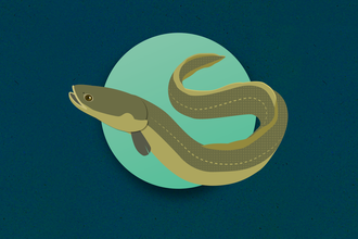 EEL illustration