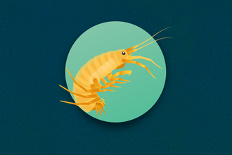 Freshwater Shrimp illustration