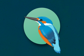 Kingfisher illustration