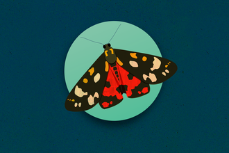 Scarlet Tiger Moth illustration