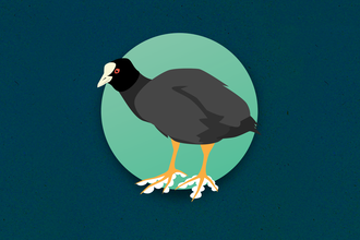 Animation cover Chalk Stream Quest coot