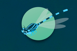 damselfly illustration 
