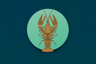 crayfish