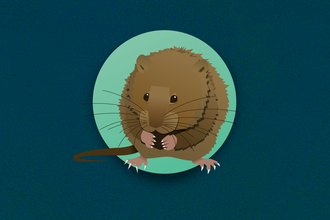 Illustrated water vole coming out of circle