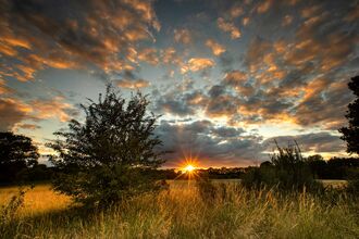 A picturesque landscape captures a vibrant sunset on the horizon, with the sun glowing between scattered trees. The sky is filled with dramatic clouds that are tinged with warm orange and pink hues. The foreground features lush grass and a solitary tree, creating a serene and natural setting.