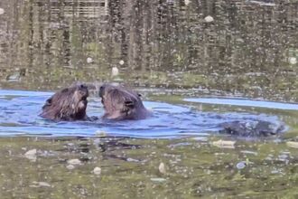 Beavers at Blashford Lakes Nature Reserve