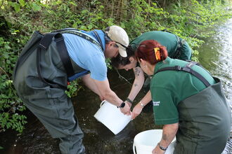 Looking for white-clawed 'berried' female crayfish