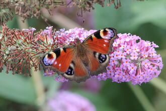 Peacock Butterfly
