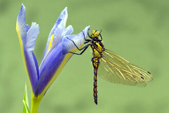 Four spotted chaser