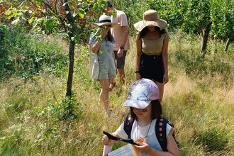Big Butterfly Count at Petersfield Community Garden