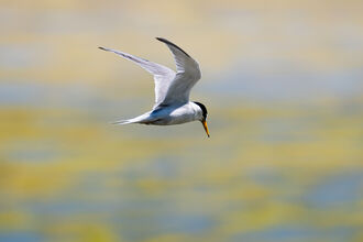 Little tern flying, green and blue blurred background