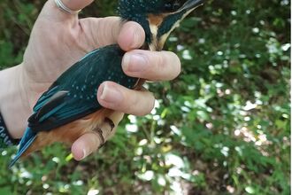 A kingfisher being held in a hand 