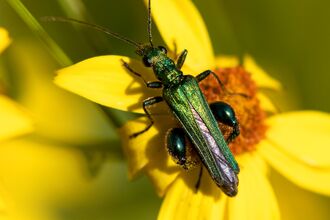 a close up of a thick-legged flower beetle on a yellow flower 