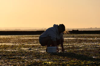 volunteer collecting seagrass at Calshot