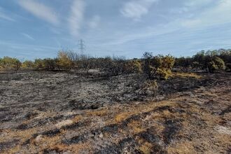 Fire aftermath at Emer Bog and Baddesley Common Nature Reserve