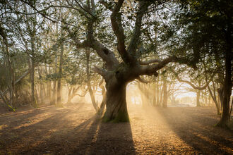 golden sun rays showing through a tree