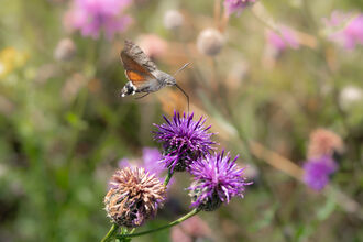 A hummingbird hawk-moth mid flight feeding on a scabious plant 