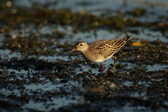 A pectoral sandpiper walking across wet mud. It's a small, brown wading bird with a sharp demarcation between the buffish-brown breast and white belly