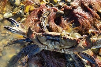 Velvet Swimming Crab in a rock pool