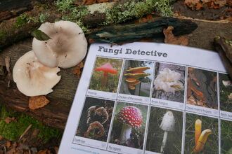 Mushrooms, lichen and a Fungi Detective spotter sheet on a woodland bench.