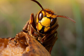 A close up of a European hornet peering over a rotting apple