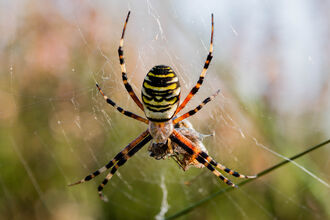 A female wasp spider hanging upside down on a web