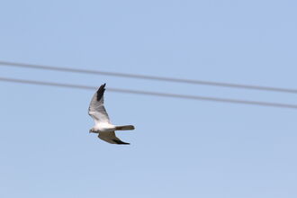 Pallid Harrier sighted by Simon King
