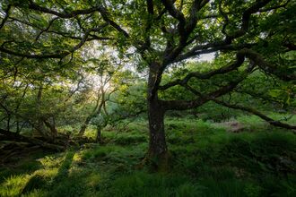 woodland scene