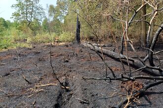 An image of black burnt ground with green trees seen in the distance. 