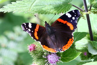 BUTTERFLY