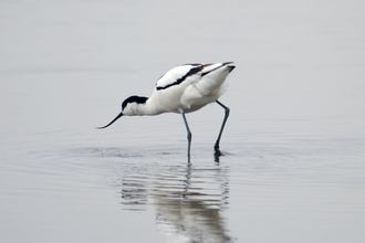 Avocet feeding