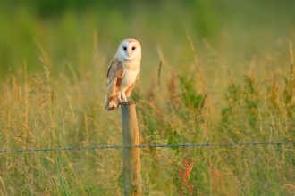 Barn owl