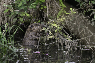 Young Eurasian beaver (Castor fiber) nibbling at a willow branch overhanging the River Otter at dusk