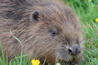 Beaver - Nick Upton, Cornwall Wildlife Trust
