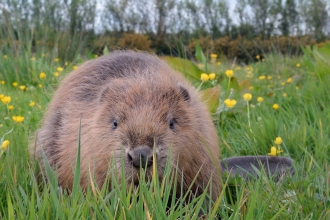 Beaver - Nick Upton, Cornwall Wildlife Trust