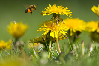 Honey bee
