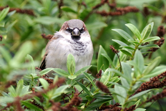 Male house sparrow