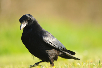 Carrion crow