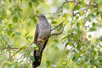 cuckoo