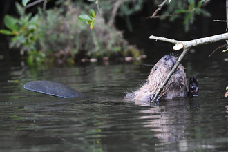 Eurasian beaver