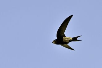 Common Swift Apus apus Norfolk summer 